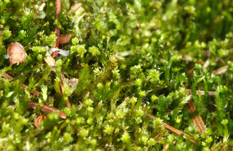 Platygyrium repens